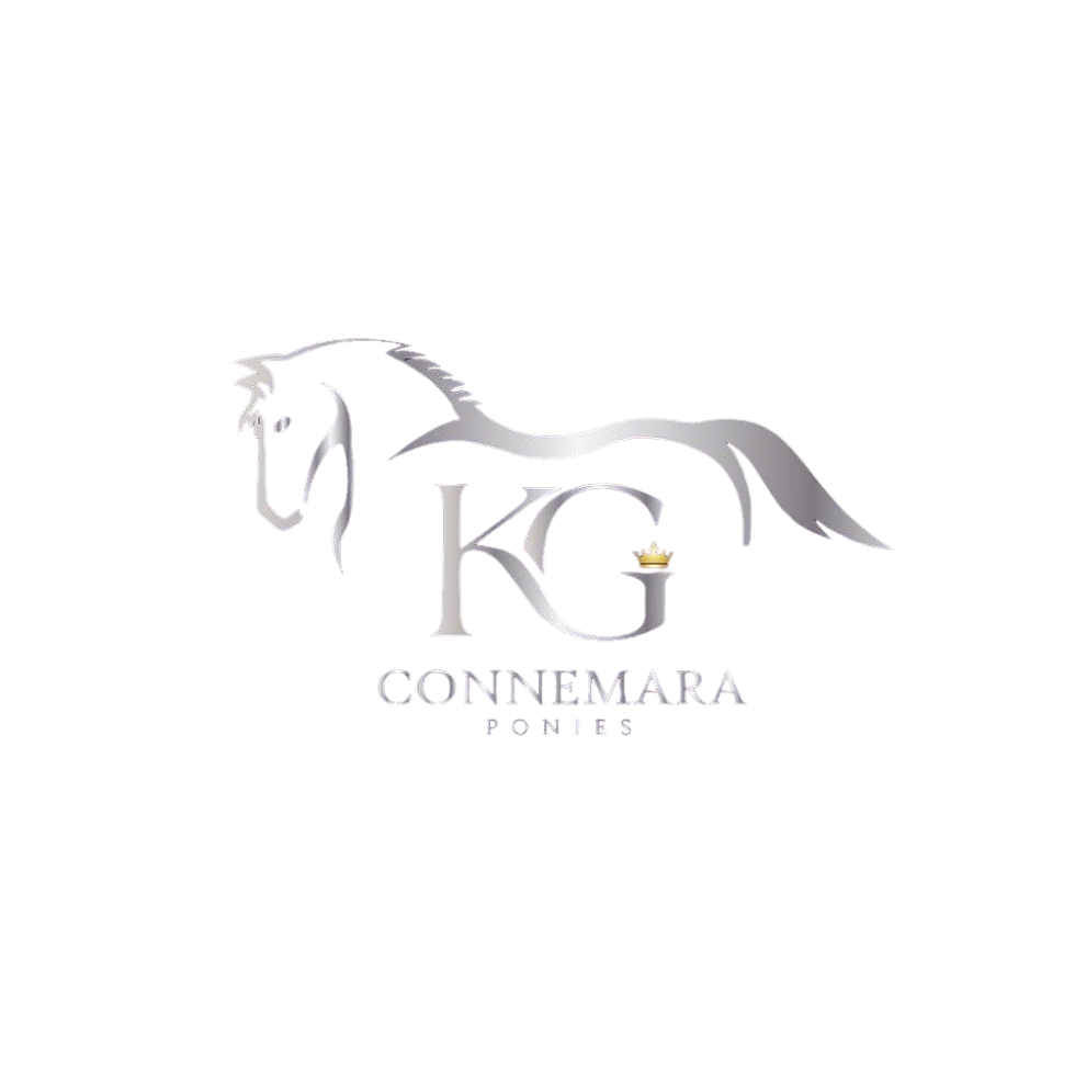 KG connemara ponies