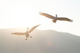 DSCF6362-2.jpg
