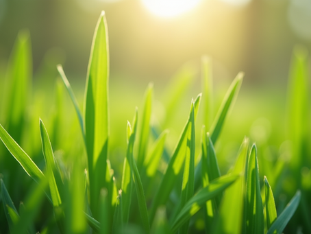 Expert Lawn Maintenance Services for Every Season