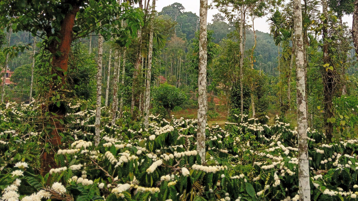 Vicky Niwas Homestay Coffee Estate Blossom 11.jpg