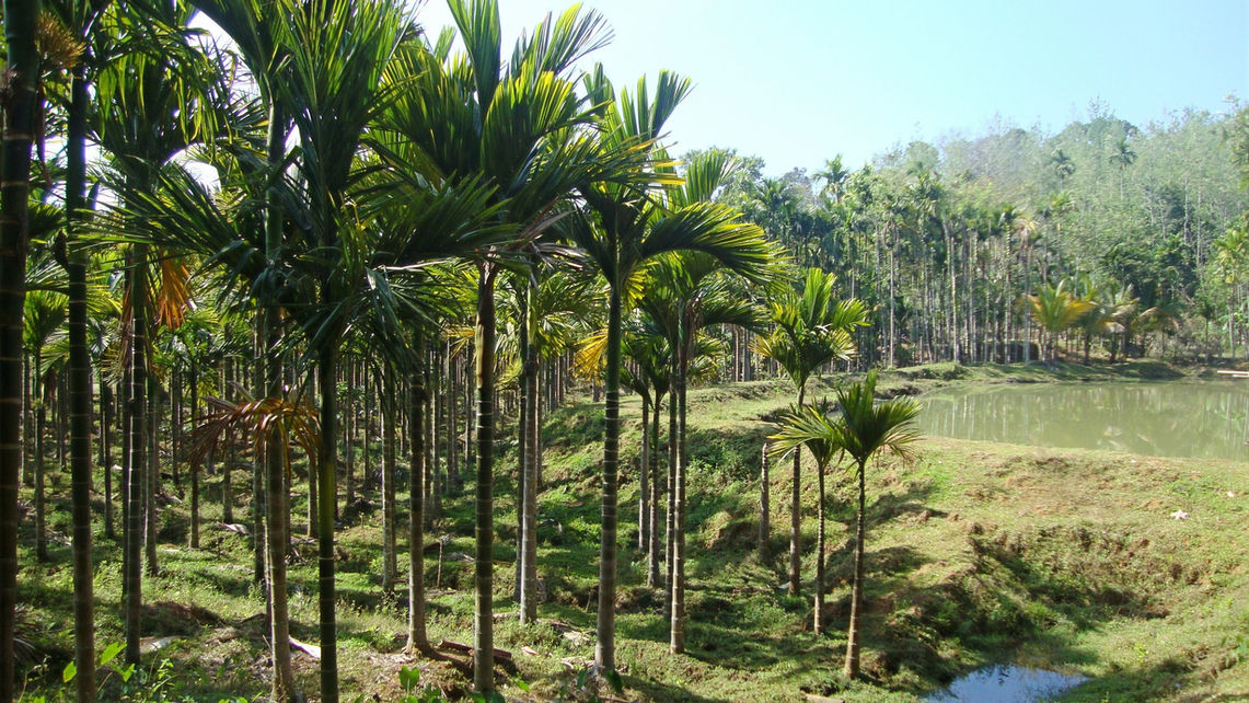 Vickyniwas Homestay Fish Pond Area.jpg