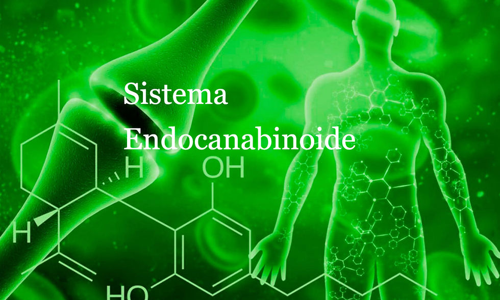 O Sistema Endocanabinóide