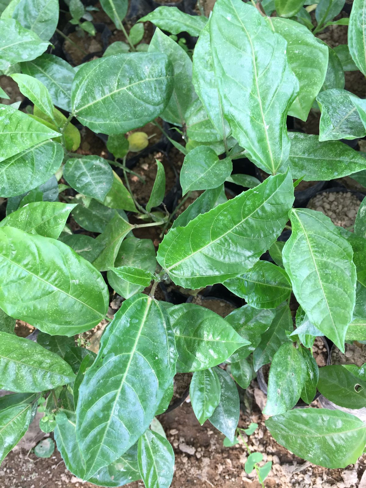 Maracuya