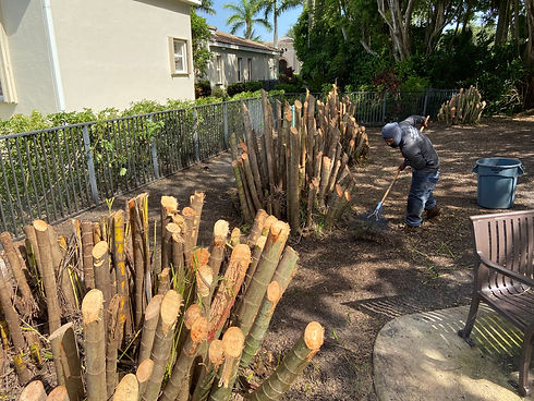 Areca Palm Stumps prepped for removal by landscape crew.