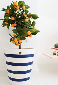 citrus_shootno2-24.jpeg