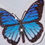 Thumbnail: Blue Butterfly Glitter Sticker