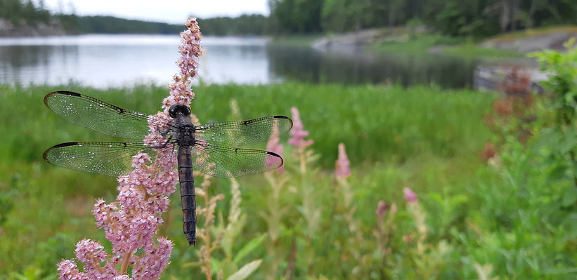 Close up picture of a dark grey dragonfly on a cone-shaped pink flower. More pink flowers and a lake in the background.