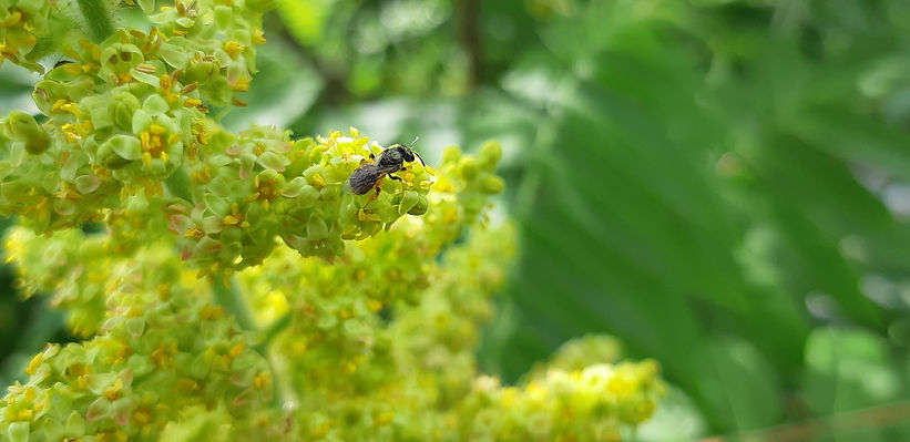 Small black sweat bee (almost looks like an ant with wings), on green-yellow staghorn sumac flowers.