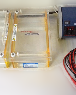 Electrophoresis.png