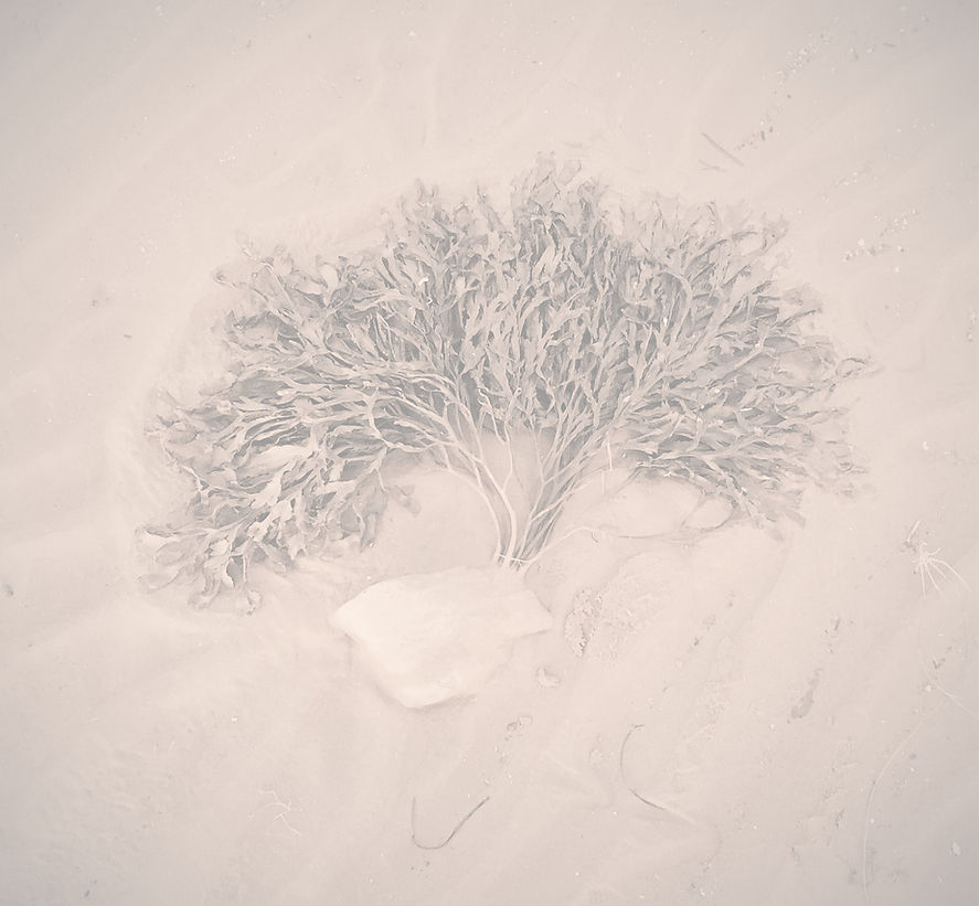 seatree edit slate_edited_edited.jpg