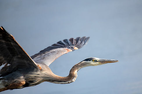 free-photo-of-great-blue-heron-flying.jpeg