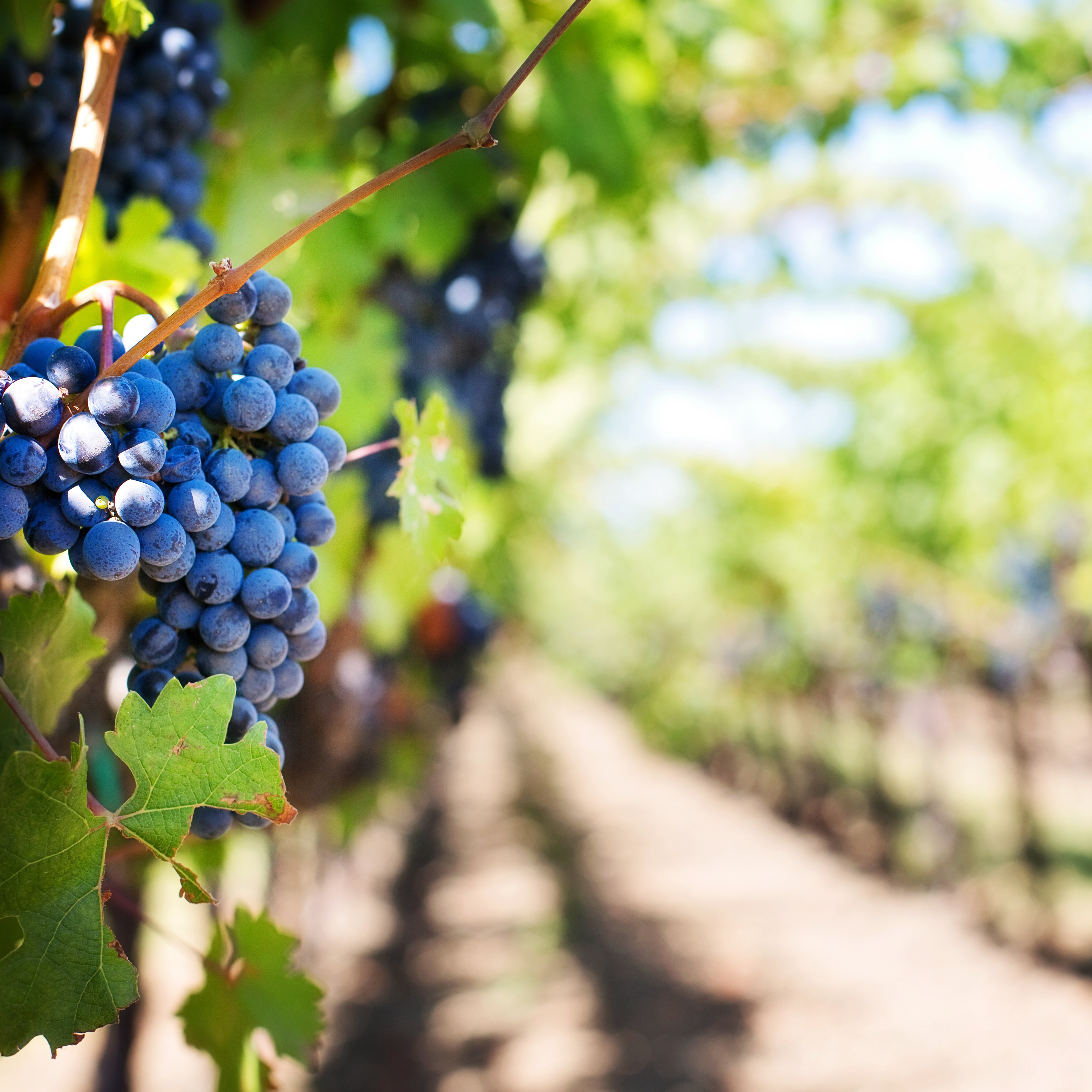 Dover Vineyards