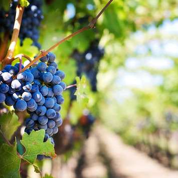 Vineyard