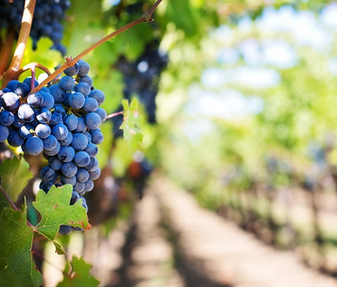 appellation wine tours