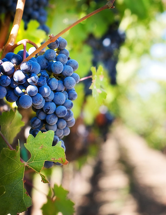 Vineyard