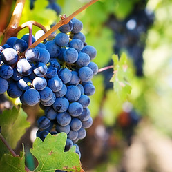 Vinhedo de uvas em close-up