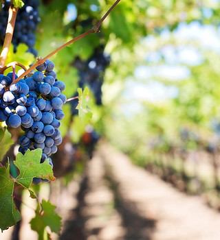 Vineyard