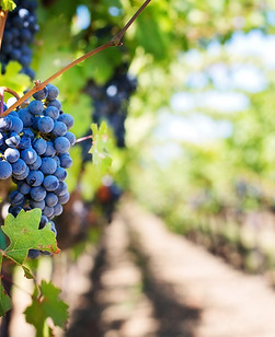 vines
