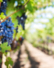 Vineyard