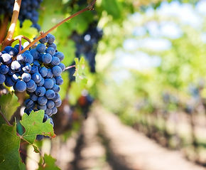 Welch Foods Expanding In Southwest Michigan