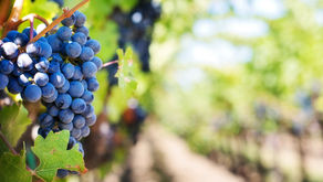 Amazon Vine Program for Sellers: How and Why to Use It