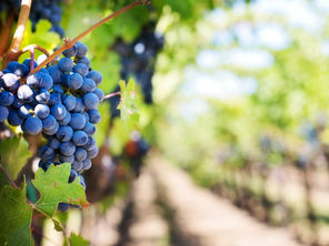 The Best Wineries to Visit in the North Georgia Mountains This Summer