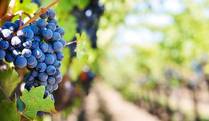 Vineyard