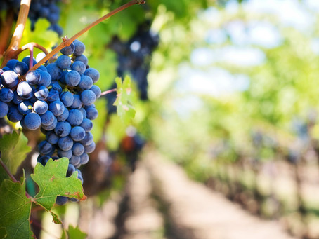 Das 1. Wendeburger Weinfest