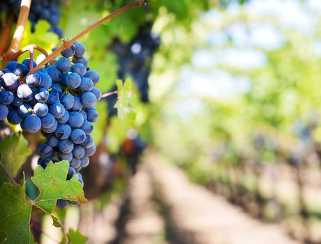 vignes