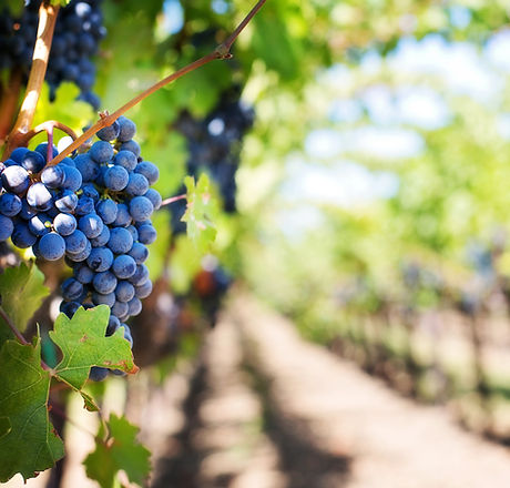 Vineyard