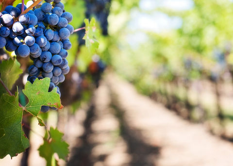 Vineyard