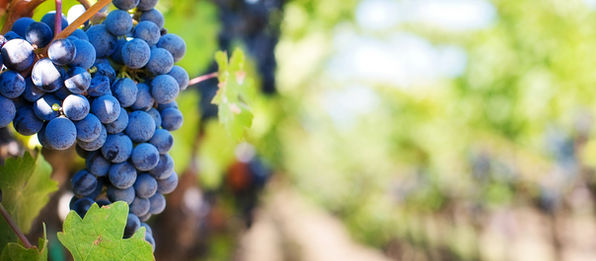 Grape Expectations: Why Late Summer Is Virginia Wine Country's Hidden Season