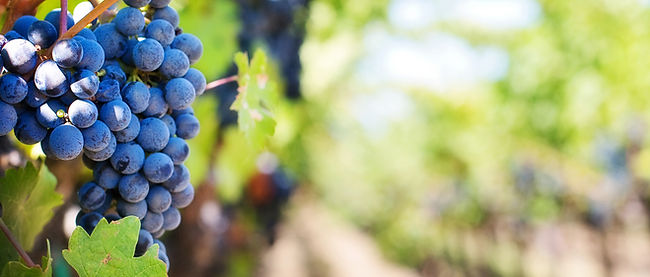 Vineyard