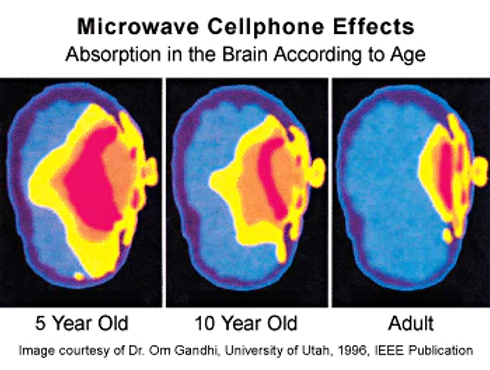 Brain-Image-High-Quality.webp
