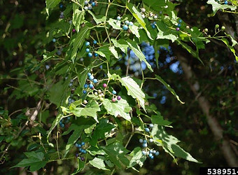 PorcelainBerry_Nancy Loewenstein, Auburn