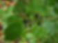 Rhamnus cathartica3.jpg