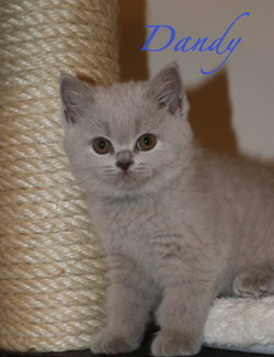 Dandy