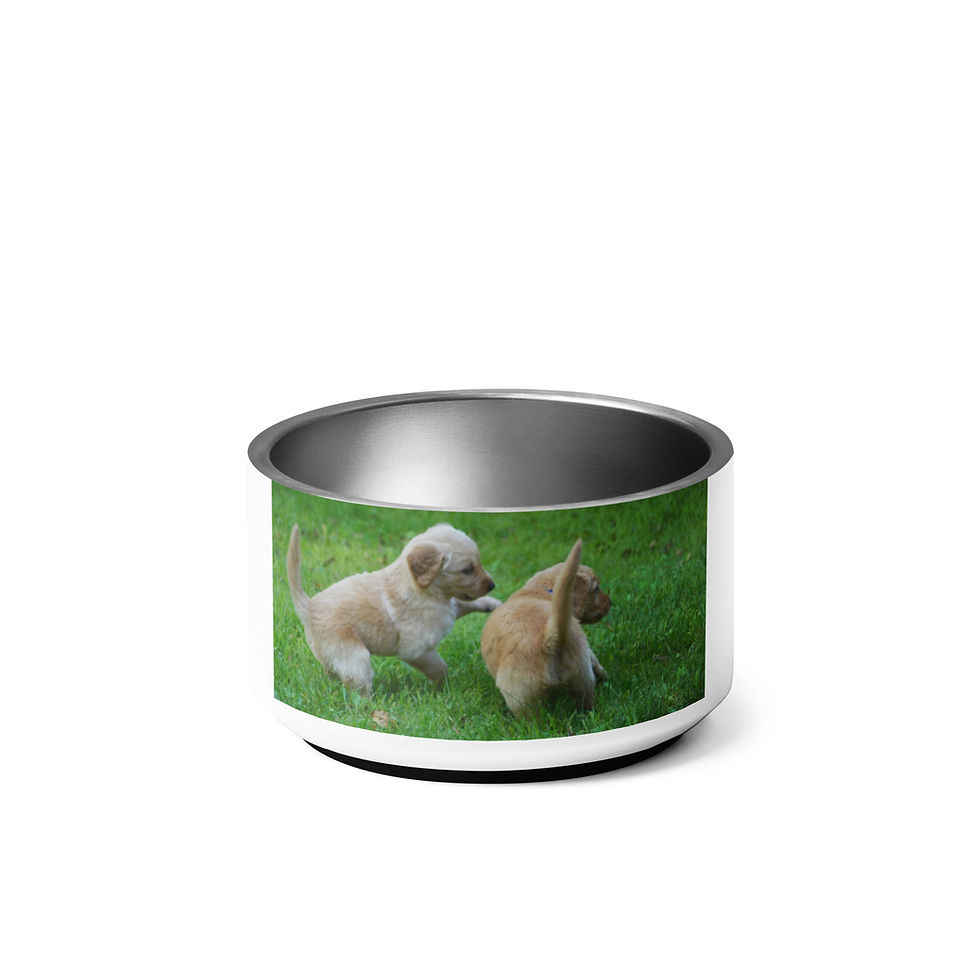 Thumbnail: Pet bowl March 23 National Puppy Day