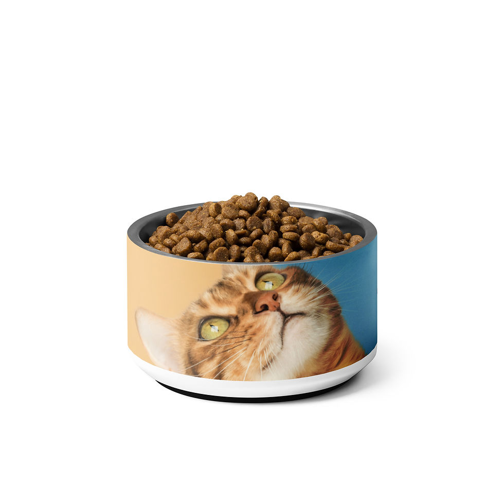 Thumbnail: Pet bowl January 22 National Answer Your Cat's Question Day