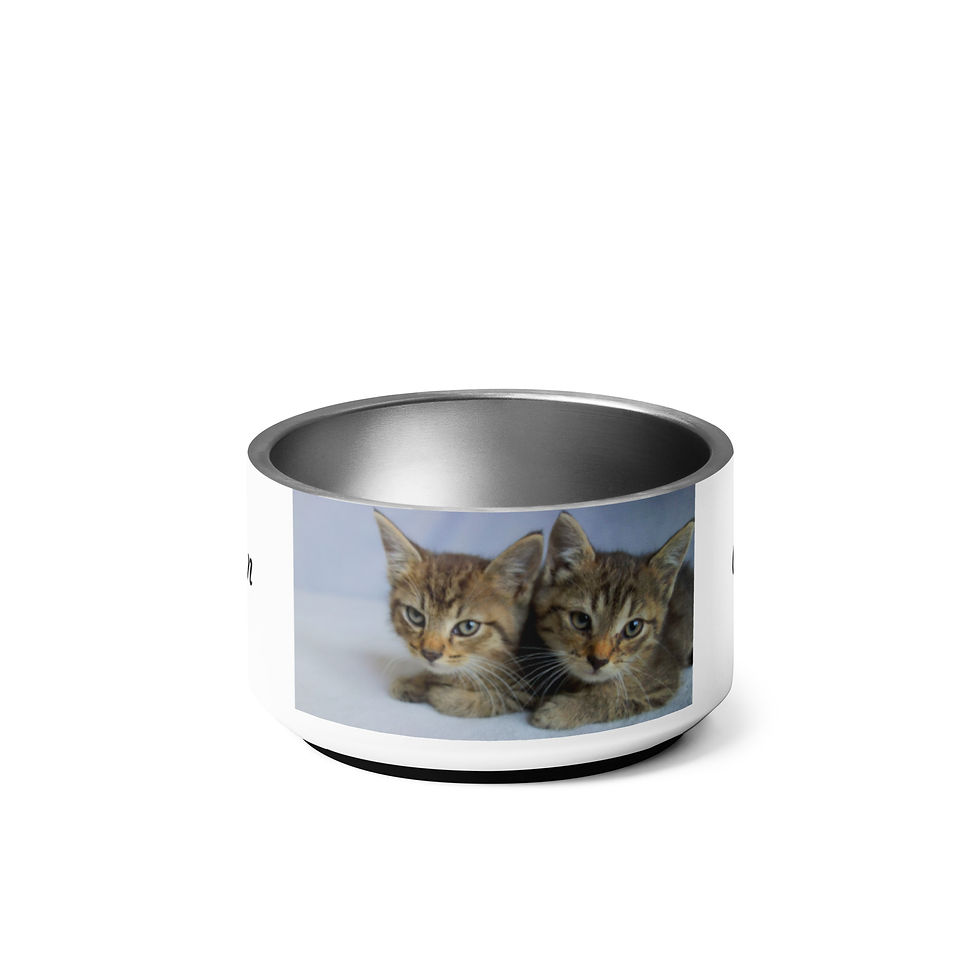 Thumbnail: Pet bowl March 23 Cuddly Kitten Day