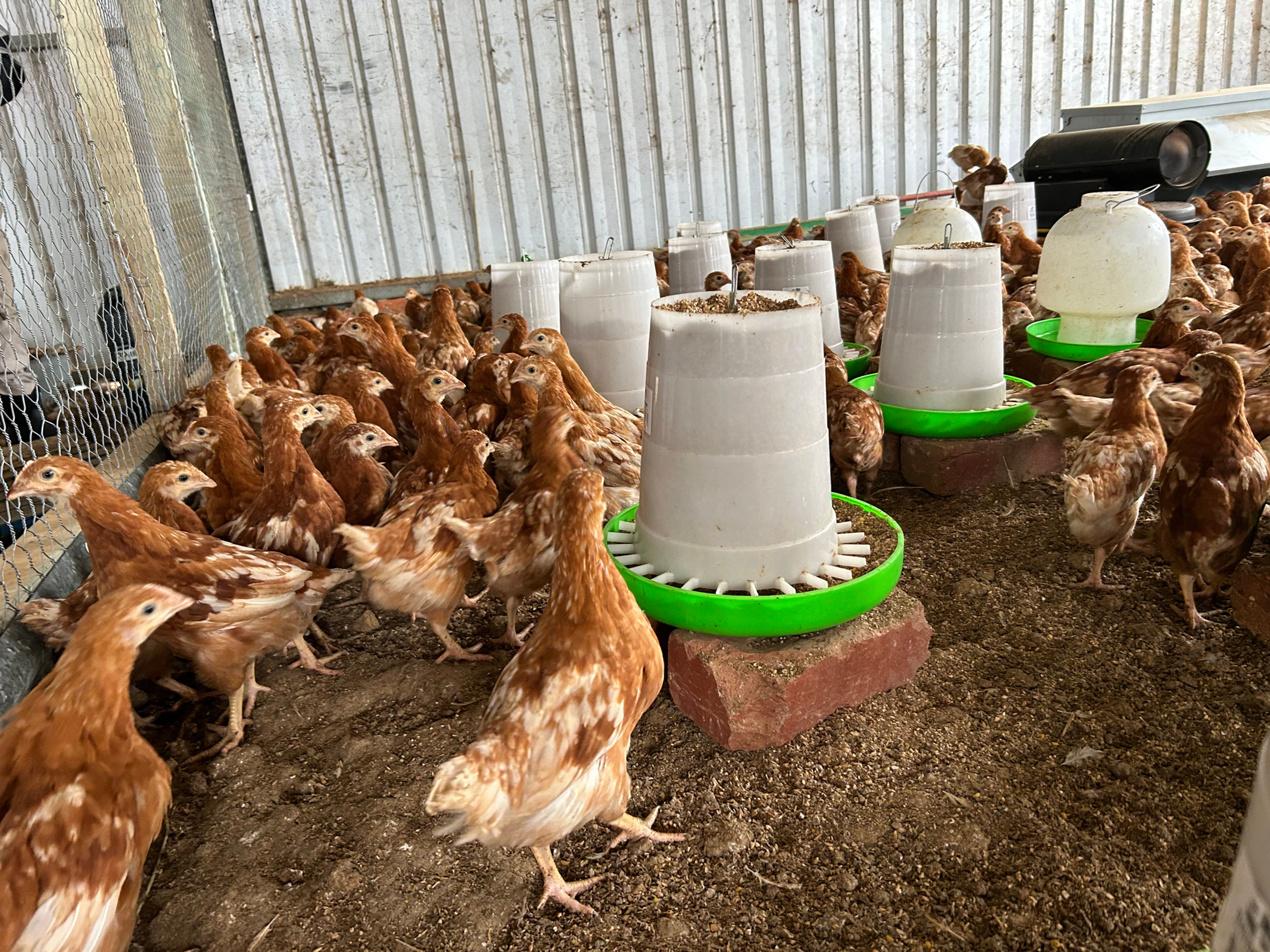 Lohmann Brown Layer Hen Pullets - 7 weeks