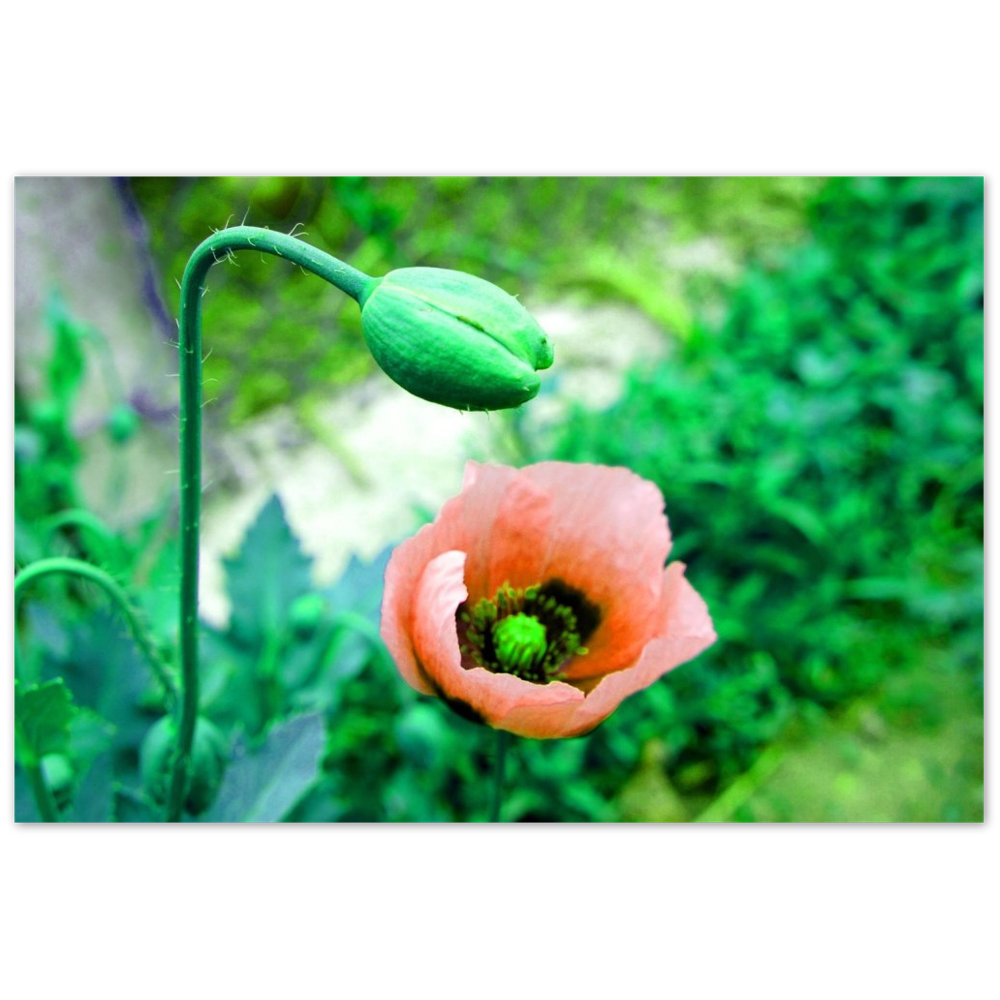 ARTMM PAPOILA-O Impression sur aluminium