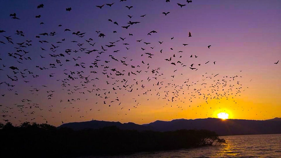 bat,Komodo,Voyagedenoces,Honeymoon,,National Park,sunset