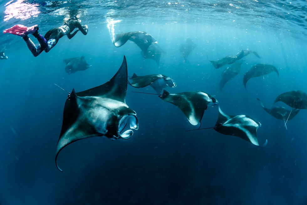 Private Cabine,Komodo,Voyagedenoces,Honeymoon,Manta,Mantaray,Diving,Scuba,Snorkle