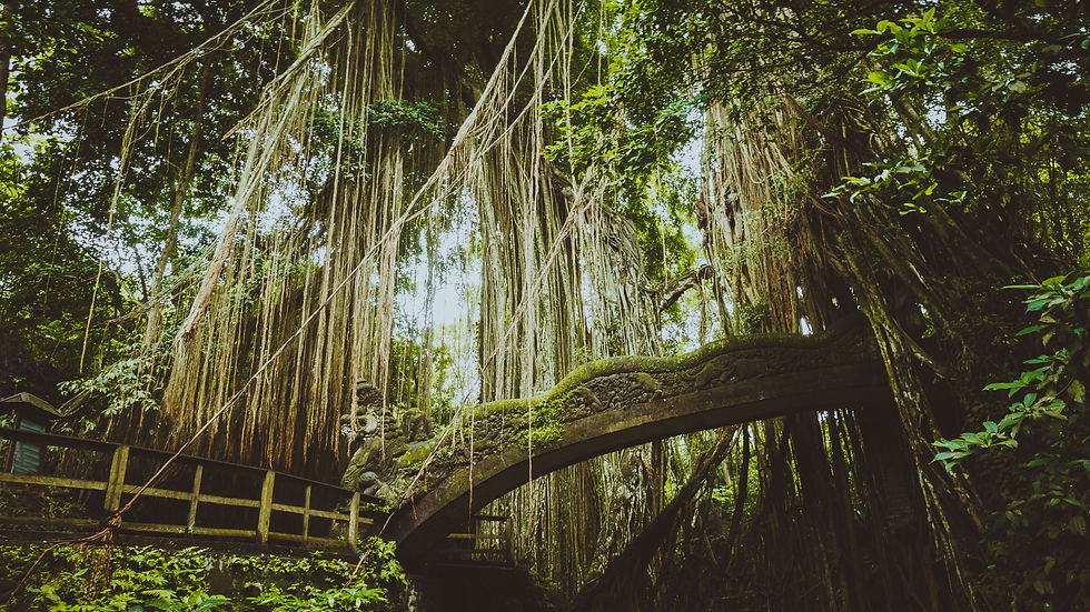 Ubud,Monkey,Forest,Bali,Voyagedenoces,Honeymoon,holiday