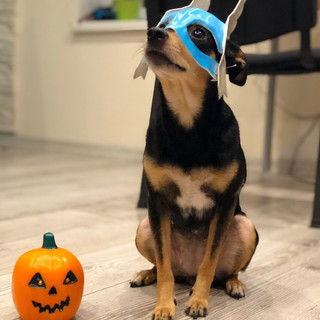 halloween mask