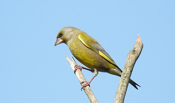 4787798_e8723e12_1024x1024 greenfinch.jp