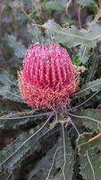banksia.jpg