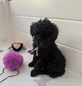 Toy Poodle Miss Purple Collar