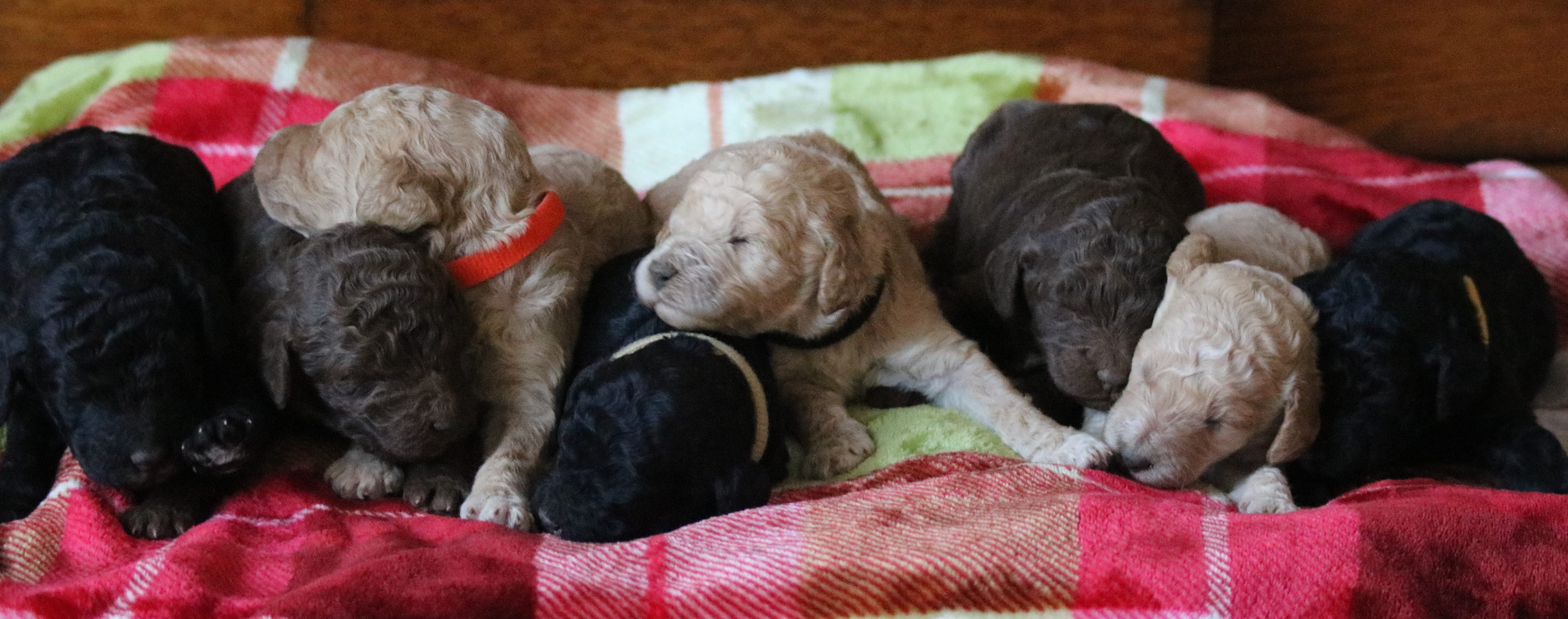 Standard Poodle Puppies, Standard Poodle Breeder North Carolina